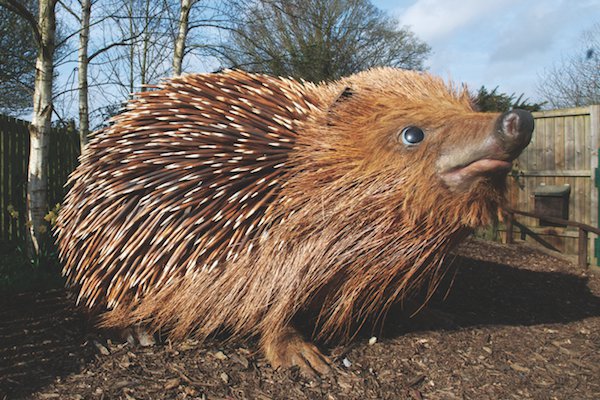 The huge hedgehog in its new home at the British Wildlife Centre