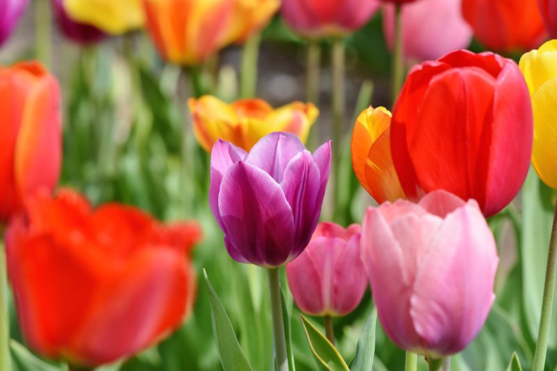 tulips-3321578.jpg