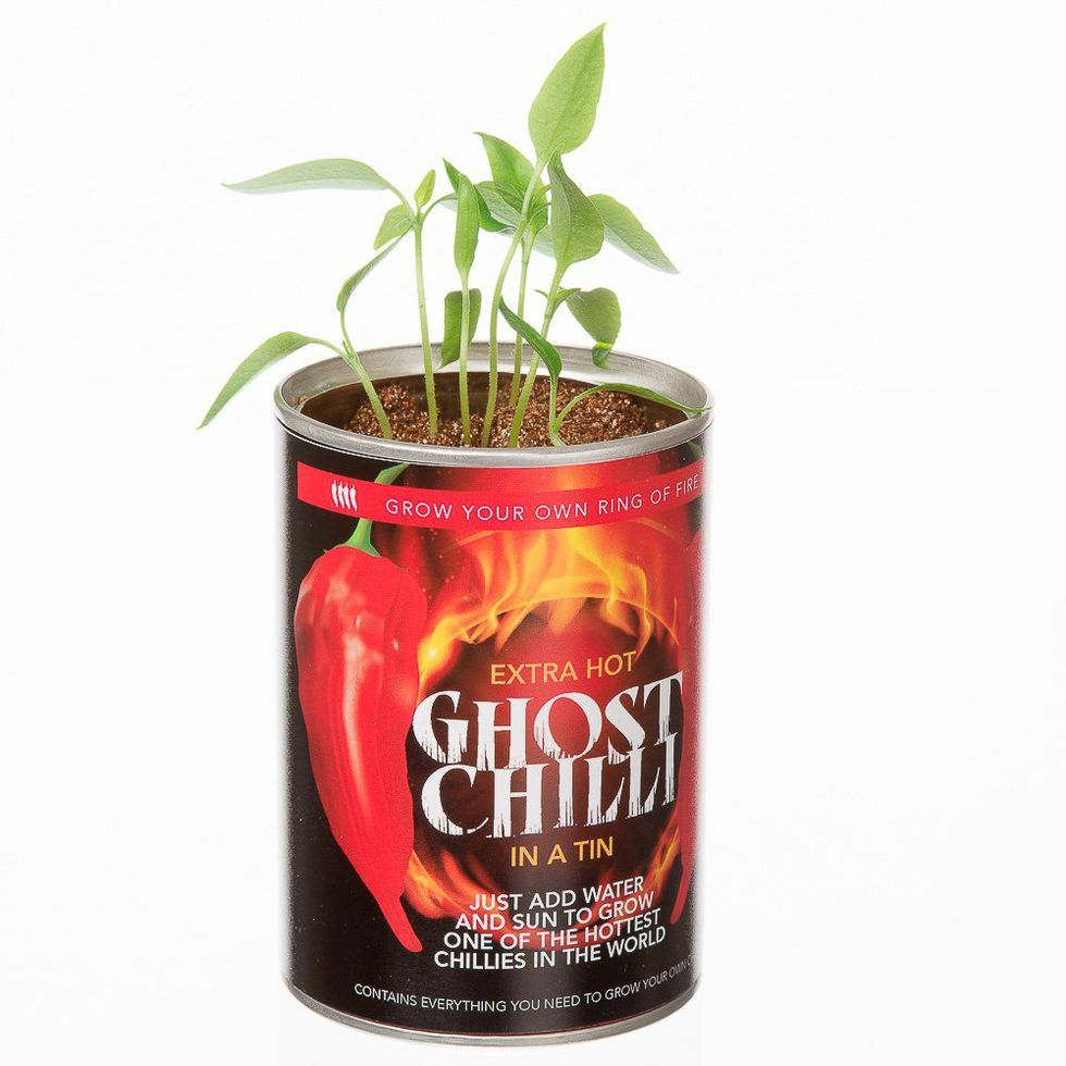 extra-hot-ghost-chilli-grow-your-own.jpg