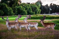 hampton-court-palace-golf-club-deers-min.jpg