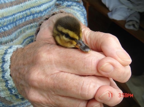 duckling rescued in staines.jpg