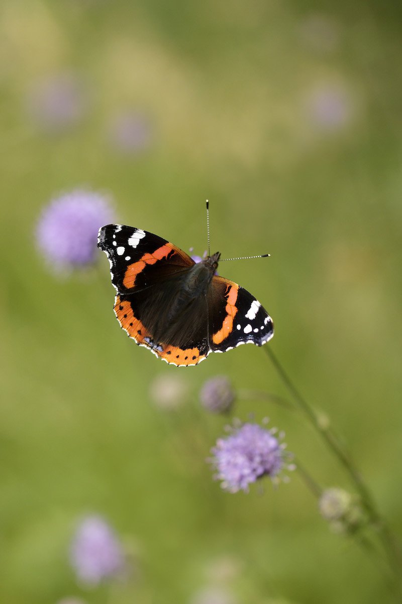 Alan%27s favourite butterfly - the Red Admiral_credit Iain H Leach copy.jpg