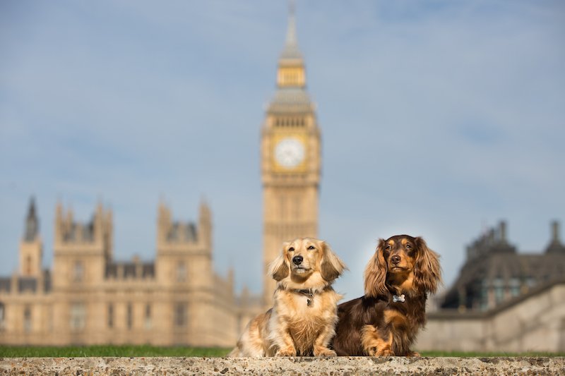Huxley Hounds  London Dog Photography -70.jpg