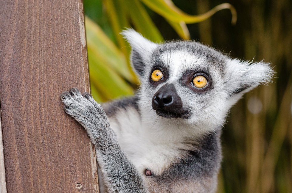 lemur-ring-tailed-lemur-primate-mammal.jpg