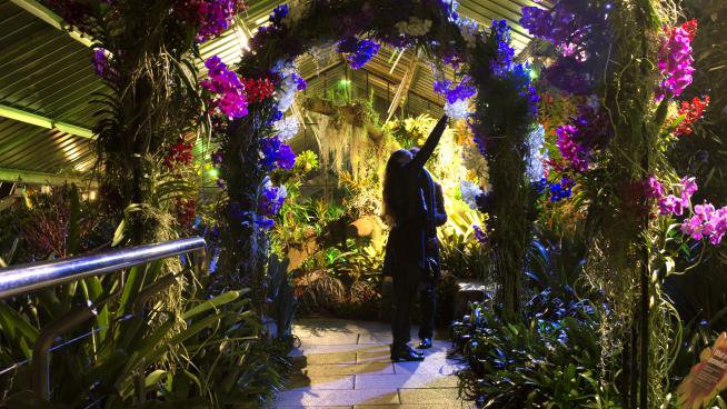 An arch at Orchid Festival After Hours 2019.jpg