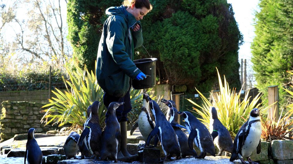 penguin-feeding-at-birdworld-credit-colin-mckenzie-custom.jpg