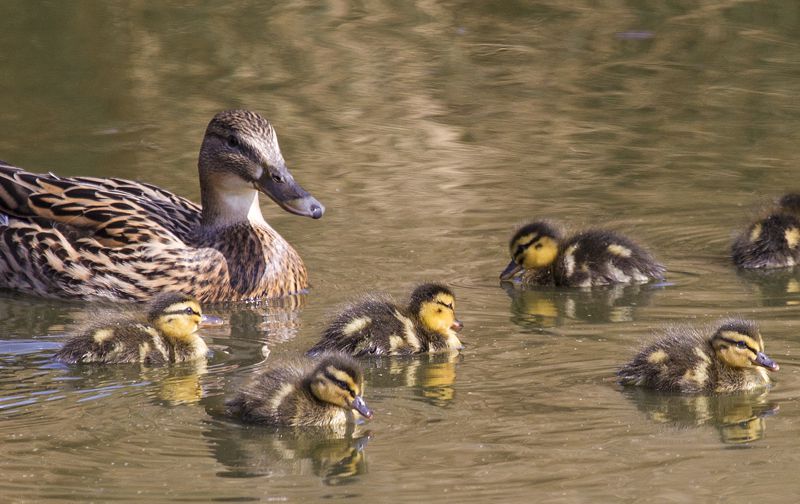 Mallard Duck &amp; ducklings