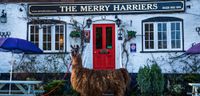 best-pub-surrey-godalming-Merry-Harriers_Llama.jpg