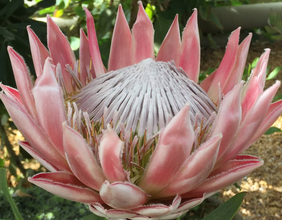 Protea Cynaroides in the Glasshouse cr RHS.jpg