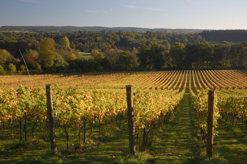 albury organic vineyard