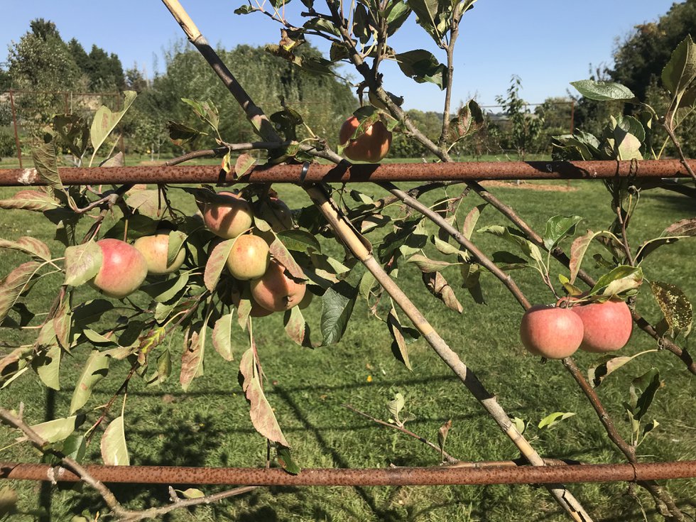 Orchard Day 1.jpg