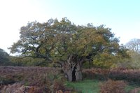 royal oak .jpg