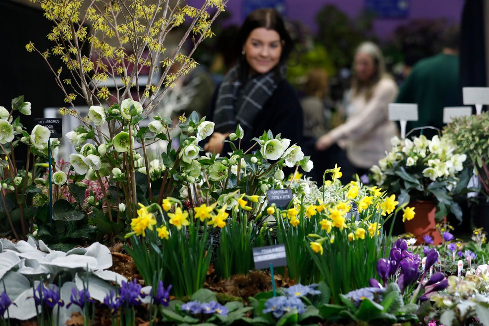 Press-RHS London Early Spring Plant Fair.jpg