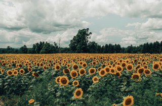 sunflower farm.jpg