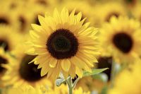 garsons farm sunflower.jpg