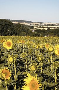 hitchin lavendar sunflower farm.jpg