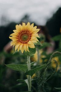 stanhill farm sunflowers.jpg