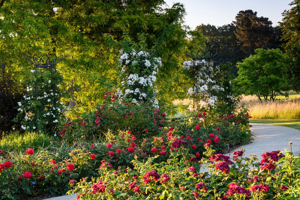 Bowes-Lyon Rose Garden cr RHS-Jason Ingram.jpg