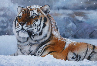 Snow-King-31-by-46ins-2015.gif