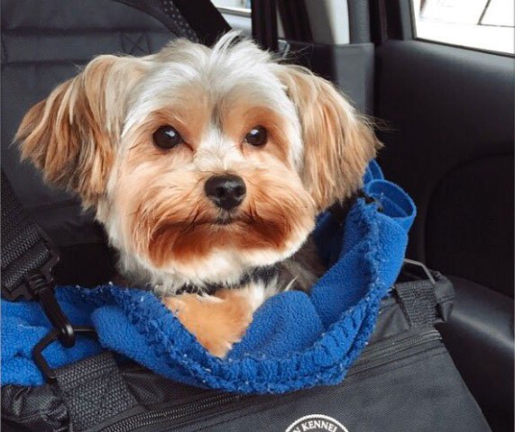 Dog-in-bag-.jpg