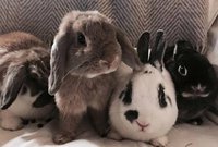 Bunny gang.jpg
